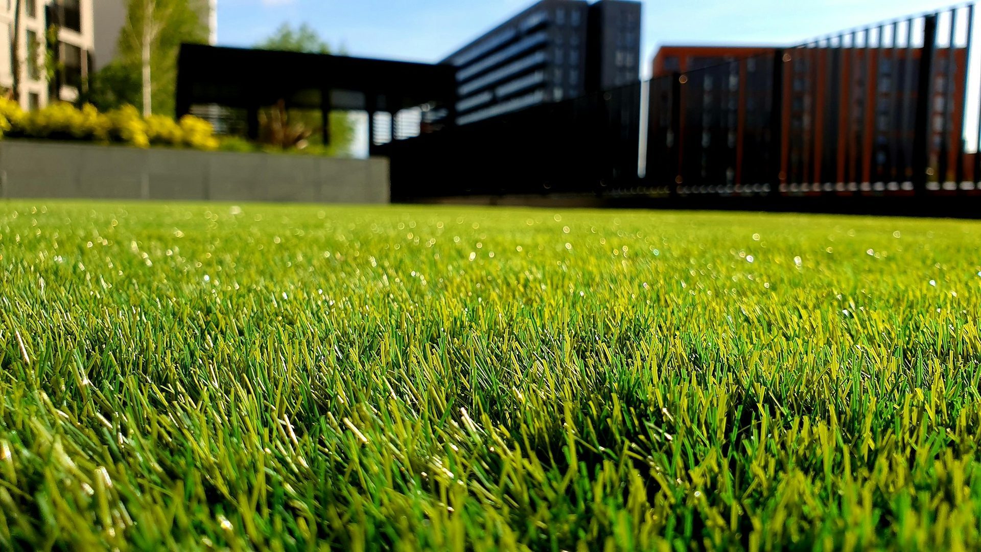 Freshly cut lawn from the Lucas Lawn and Co. site
